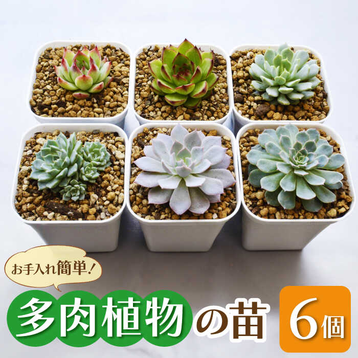 【ふるさと納税】多肉 植物 苗 6個 セット 福岡 八女 広川　広川町 / plantsfunshopnatur[AFAT003]