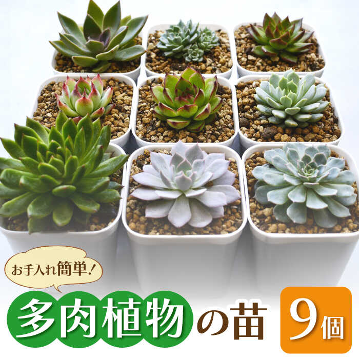 【ふるさと納税】多肉 植物 苗 9個 セット 福岡 八女 広川　広川町 / plantsfunshopnatur[AFAT004]