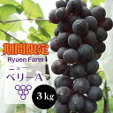 【ふるさと納税】 【2025年8月下旬から発送】ニューベリー 3kg ぶどう 果物 新鮮産直 果物 くだもの フルーツ ぶどう 葡萄 産地直送 ご家庭 贈答 人...