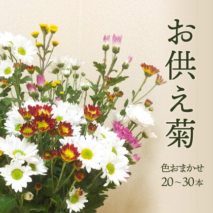 福岡県 赤村 スプレー菊　花束 （ 20〜30本 ） Q1