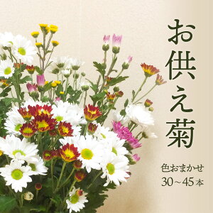 【ふるさと納税】 福岡 赤村 スプレー菊　花束 （ 30〜45本 ） Q2