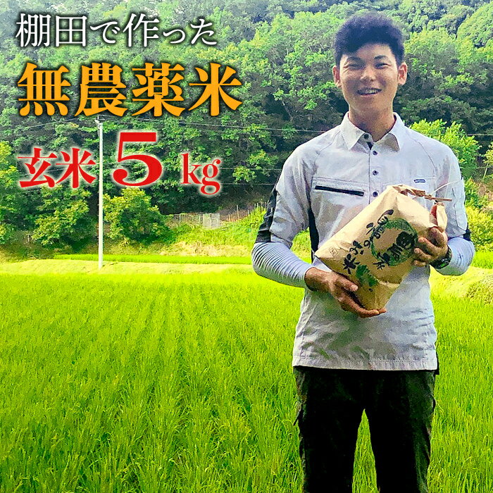 【 新米 】先行予約 令和 6年度産 赤村産 棚田米 こだわり の夢つくし （ 玄米 ） 5kg 米 無農薬 J1-S