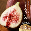 【ふるさと納税】福岡県 ブランド いちじく 「 とよみつひめ 」 約 1.2kg ( 約 300g × 4パック ) イチジク 無花果 国産 フルーツ 果物 食...