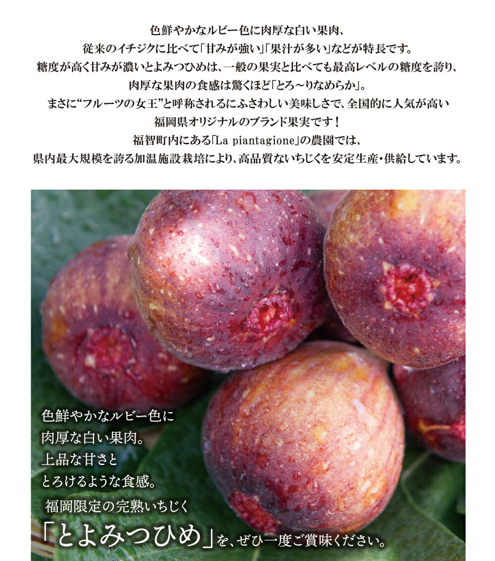 【ふるさと納税】2026年発送 とよみつひめイチジク（4パック）約1.2kg 無花果 いちじく 福岡県 福智町産 ブランド 果実 先行予約 送料無料 《 予約受付 》 レビューキャンペーン 《福智町チャンス》W20-01