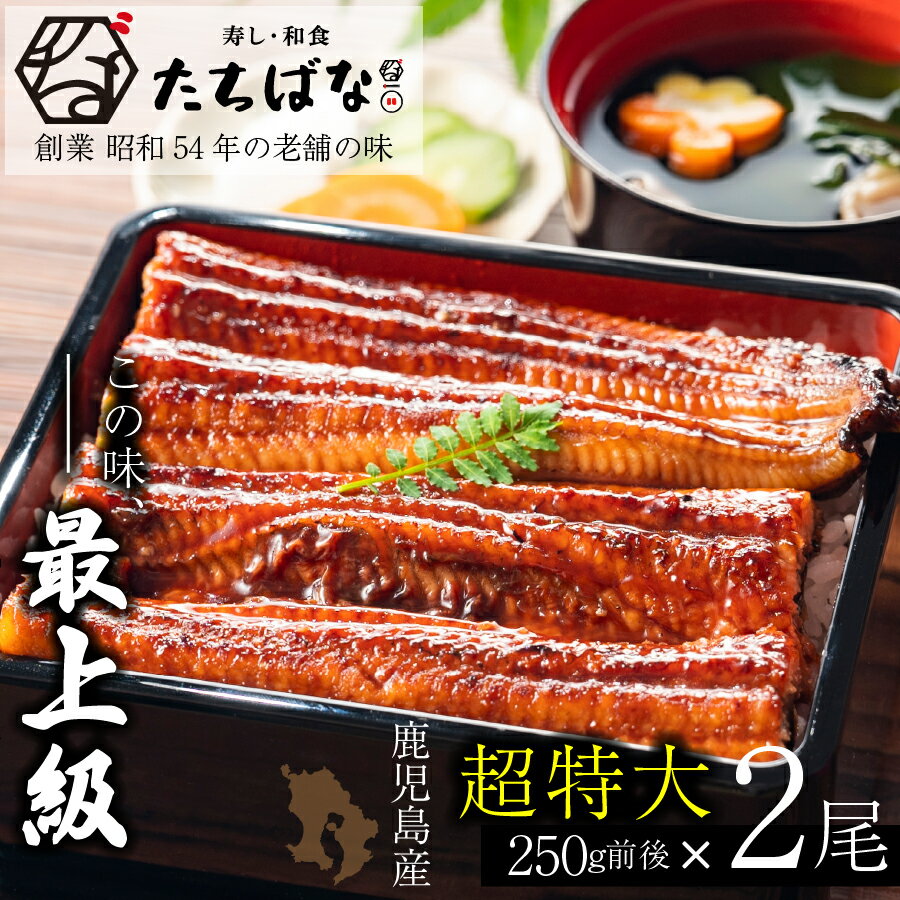 老舗たちばな 鰻蒲焼(250g前後)×2尾 うなぎ 尾頭付 タレ付 鹿児島県産 ウナギ 送料無料 U02-20