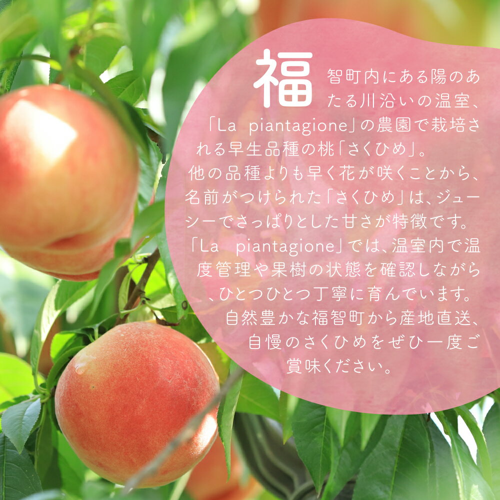【ふるさと納税】2026年発送 ハウス桃 さくひめ 約2kg 桃 もも モモ 福岡県 福智町産 さくひめ 果実 果物 くだもの フルーツ 産地直送 先行予約 数量限定 送料無料 《 予約受付 》 レビューキャンペーン 《福智町チャンス》W20-04