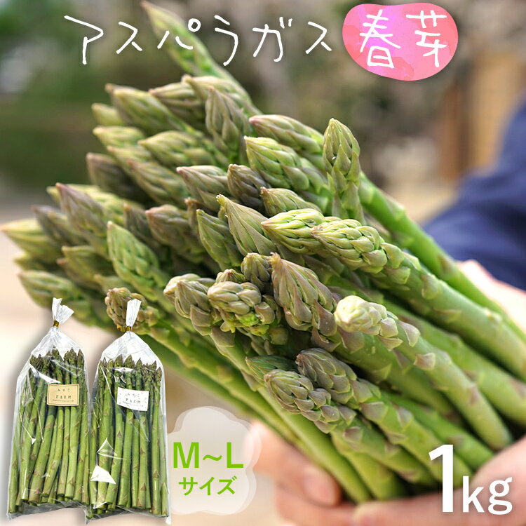 予約受付 アスパラ 春芽 M~Lサイズ 1kg（500g×2） 2025年3月頃より順次発送 野菜 アスパラガス 農家直送 福岡 九州 グルメ お取り寄せ