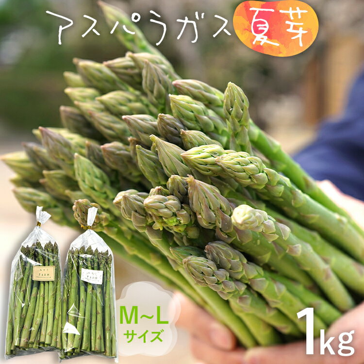 数量限定 アスパラ 夏芽 M~Lサイズ 1kg(500g×2)予約受付 2024年6月〜8月頃に順次発送 野菜 農家直送 アスパラガス 福岡 九州 グルメ お取り寄せ