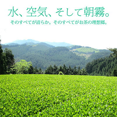 【ふるさと納税】【毎月定期便】八女茶 奥八女星野村 深蒸し高級煎茶(深蒸し茶)100g×1袋(吉富町)全6回【4005752】