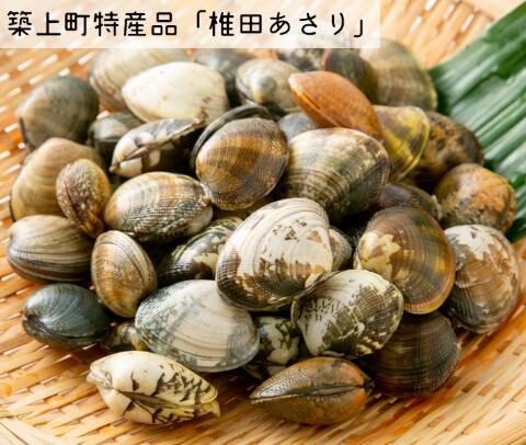 [令和6年4月頃発送予定]特産 椎田 あさり 1.5kg[築上町][築上町蓄養殖部会]アサリ 活あさり 12000円 [ABAY002]