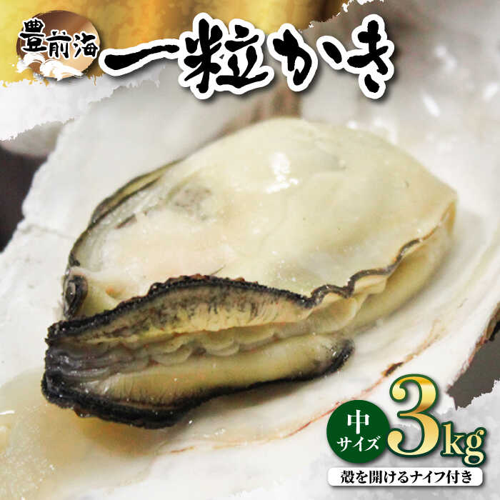 ブランド牡蠣 「 豊前海一粒かき (しいだ小粒がき)」 中サイズ 3kg《築上町》【築上町蓄養殖部会】 11000 11000円