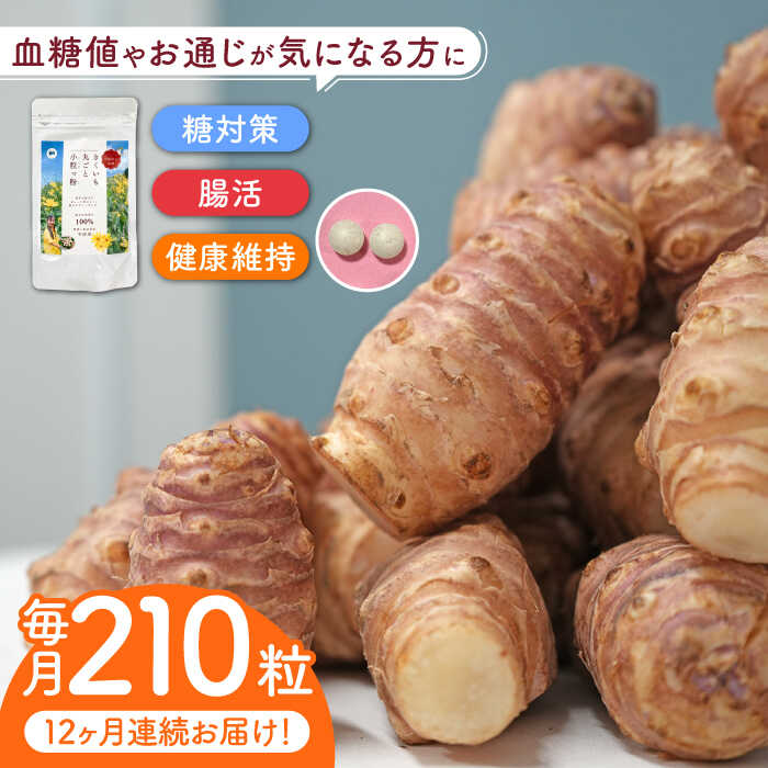 【全12回定期便】きくいも 丸ごと小粒っ粉 1袋 210粒 《築上町》【合同会社豊築マルシェモンステラ】 菊芋 サプリメント サプリ [ABBZ012] 108000 108000円