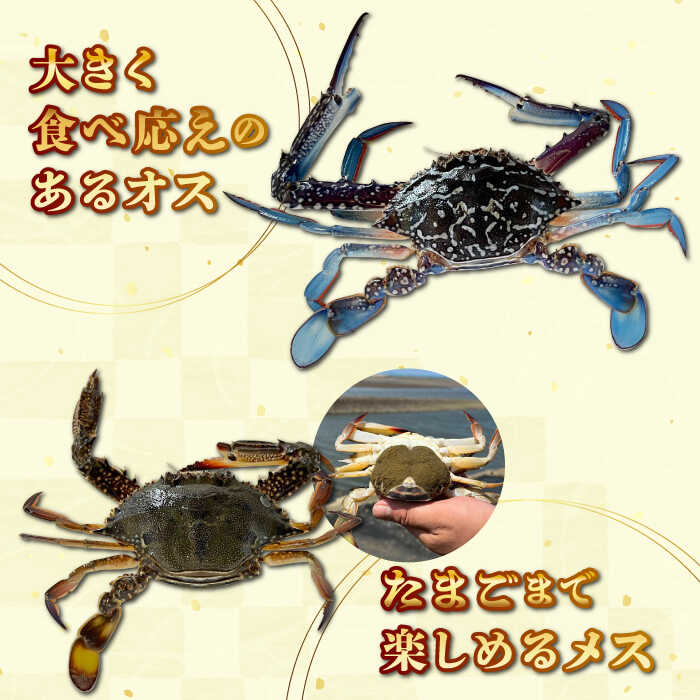 【ふるさと納税】【先行予約】【2026年8月以降順次発送】豊前海産 タイワンガザミ 2kg (8〜14杯前後) オス メス セット 《築上町》【明青丸】 ワタリガニ 渡り蟹 蟹 カニ [ABCB003] 27000円 f406473-chikujo-10000888 福岡県築上町 サンプル画像3