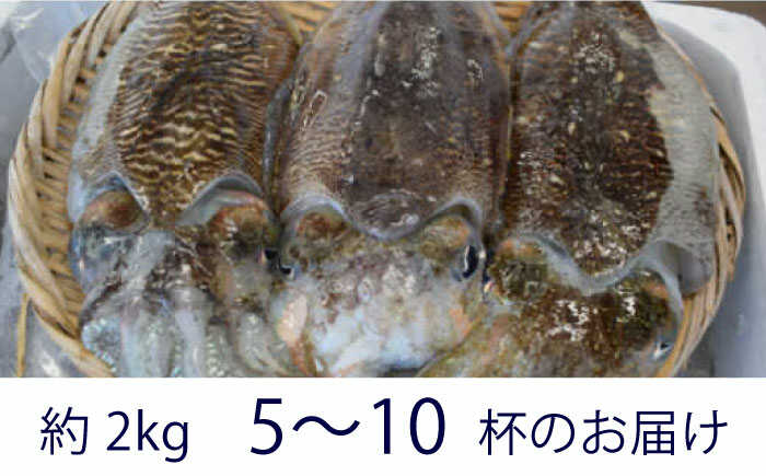【ふるさと納税】【先行予約】【2027年3月下旬以降順次発送】築上町で捕れた コウイカ 約2kg (5〜10杯)《築上町》【明青丸】[ABCB007] 27000 27000円 2万7千円