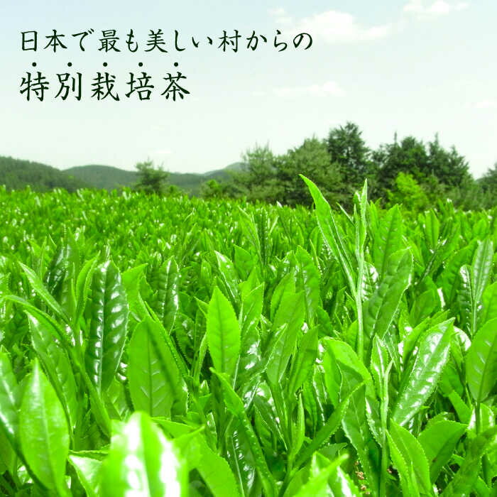 【ふるさと納税】奥八女星野村 深蒸し高級煎茶(深蒸し茶) 100g×1袋《築上町》【株式会社ビーキューブ】 八女茶 7000円 [ABDF024] 3