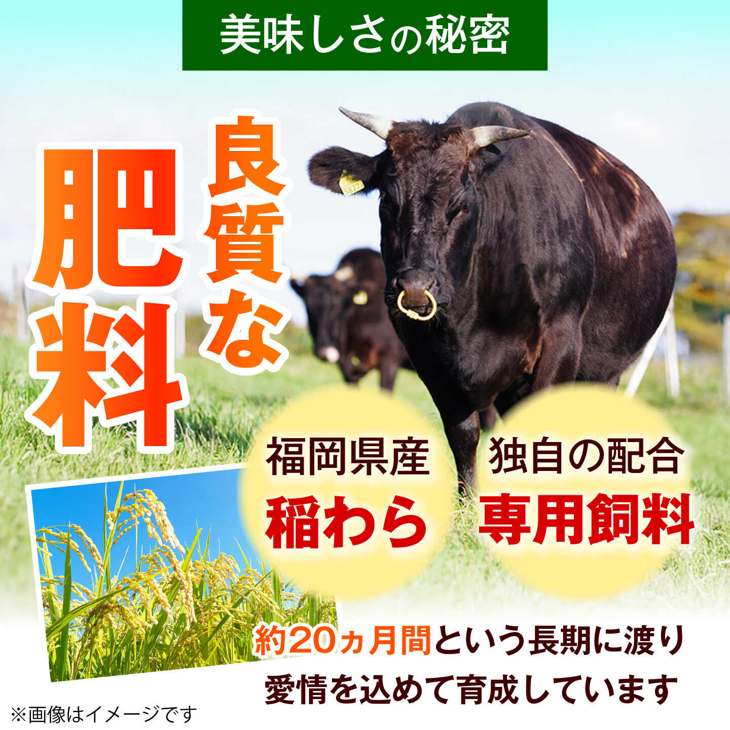 【ふるさと納税】【スピード発送】【希少部位！】博多和牛 シャトーブリアン 200g×6枚 （計1.2kg）《築上町》【肉のくまもと屋】[ABEZ032] f406473-chikujo-10002201 福岡県築上町 サンプル画像3