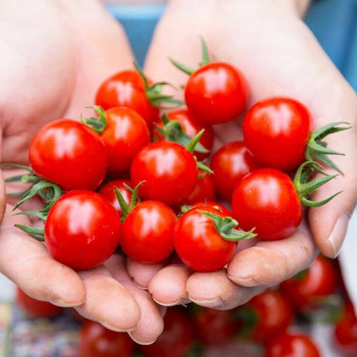 【ふるさと納税】永尾産ちド級シリーズ トマト 食べくらべセット / トマト とまと サラダ 野菜 / 佐賀..