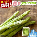 【ふるさと納税】【2026年発送分 先行予約】春芽 アスパラガス 計1kg(〇Lサイズ) / アスパラ アスパラガス 野菜 新鮮 / 佐賀県 / さが風土館季楽...