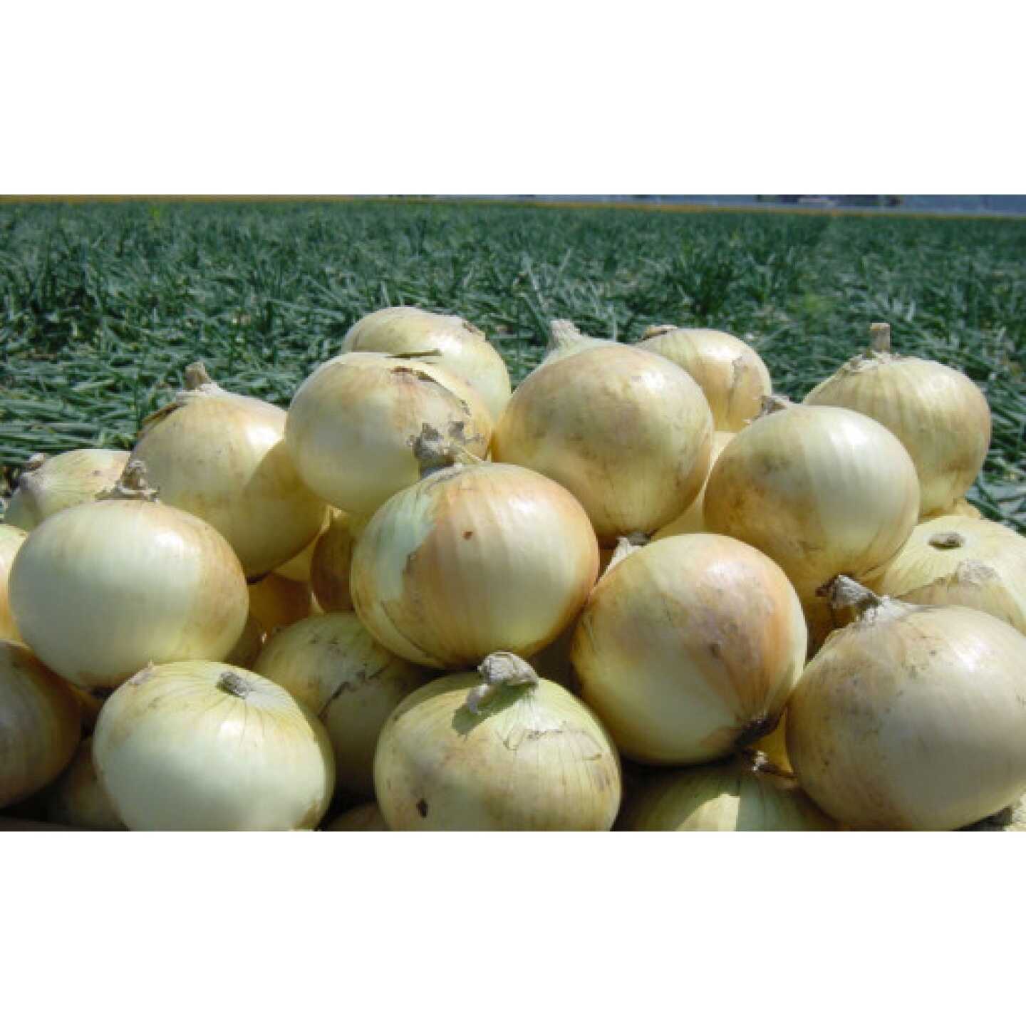 【期間限定】佐賀県産 しろいし玉ねぎ10kg / 玉ねぎ 玉葱 野菜 根菜 / 佐賀県 / さが風土館季楽[41AABE108]