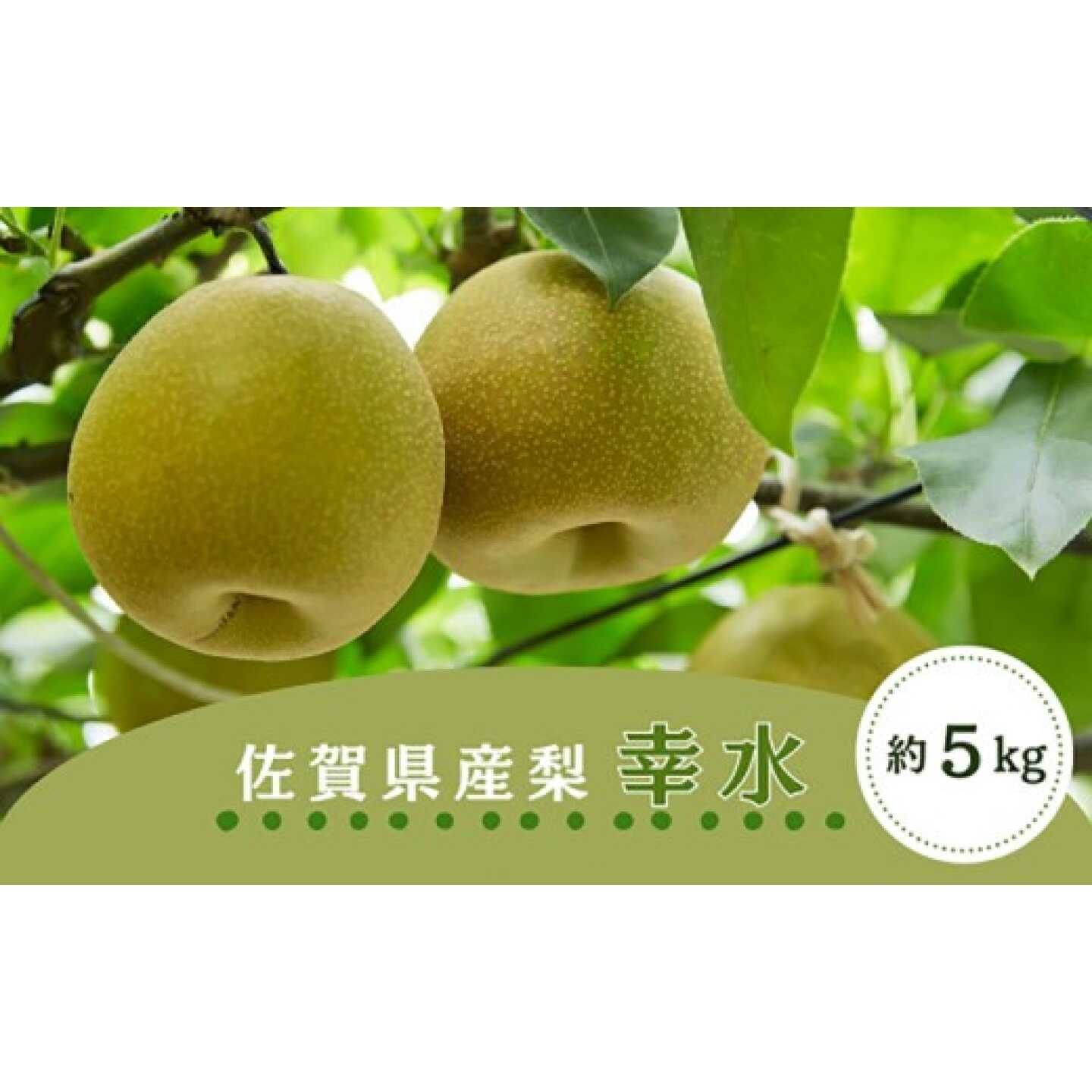【先行予約】佐賀県産 梨（幸水）5.0kg / 梨 なし 果物 / 佐賀県 / さが風土館季楽[41AABE113]