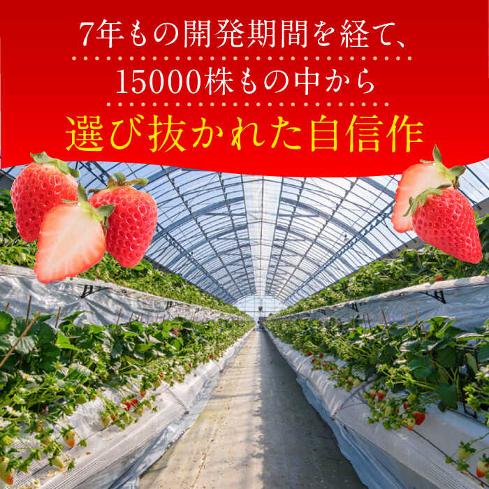 【ふるさと納税】【2027年1月以降順次発送】いちごさん（450g×2パック）/ いちご イチゴ 苺 果物 フルーツ / 佐賀県 / JAからつ 唐津うまかもん市場 [41ABCA002] f410004-saga-10000938 佐賀県 サンプル画像3