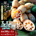 【ふるさと納税】有機(オーガニック)泥付き蓮根 計1.2kg(300g×4袋)とれんこん飴2袋セット / 白石れんこん レンコン 蓮根 有機栽培 オーガニック ...