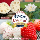 【ふるさと納税】【定期便3回】佐賀県産 れんこんといちご【12~2月発送】:B445-006