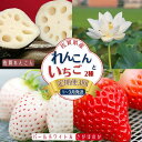 【ふるさと納税】【定期便3回】佐賀県産 れんこんといちご【1~3月発送】:B445-007