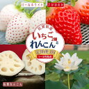 【ふるさと納税】【定期便3回】佐賀県産 いちごとれんこん【1~3月発送】:B420-001