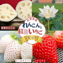 【ふるさと納税】佐賀県産 れんこんと紅白いちごのセット:B240-008