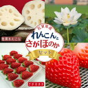 【ふるさと納税】佐賀県産 れんこんとさがほのかのセット:B160-020