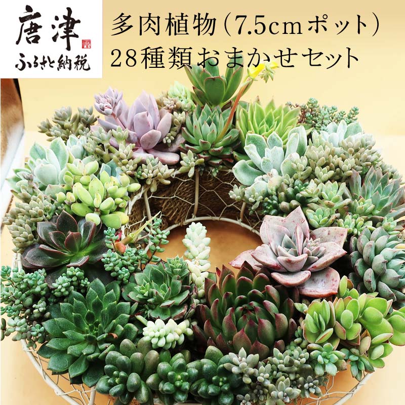 ふるさと納税でもらえる観葉植物の還元率ランキング