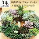 【ふるさと納税】多肉植物寄せ植え 16種類おまかせセット アソート 観葉植物 癒し 「2022年 令和4年」