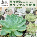 【ふるさと納税】多肉植物 よしはらがーでんオリジナル交配種 12ポットセット 希少品種 「2023年 令和5年」