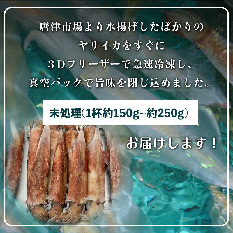 【ふるさと納税】唐津呼子産 丸ごといか(小サイズ)未処理 1kg以上 海鮮 新鮮 刺身 フライ 煮物 姿焼 「2024年 令和6年」