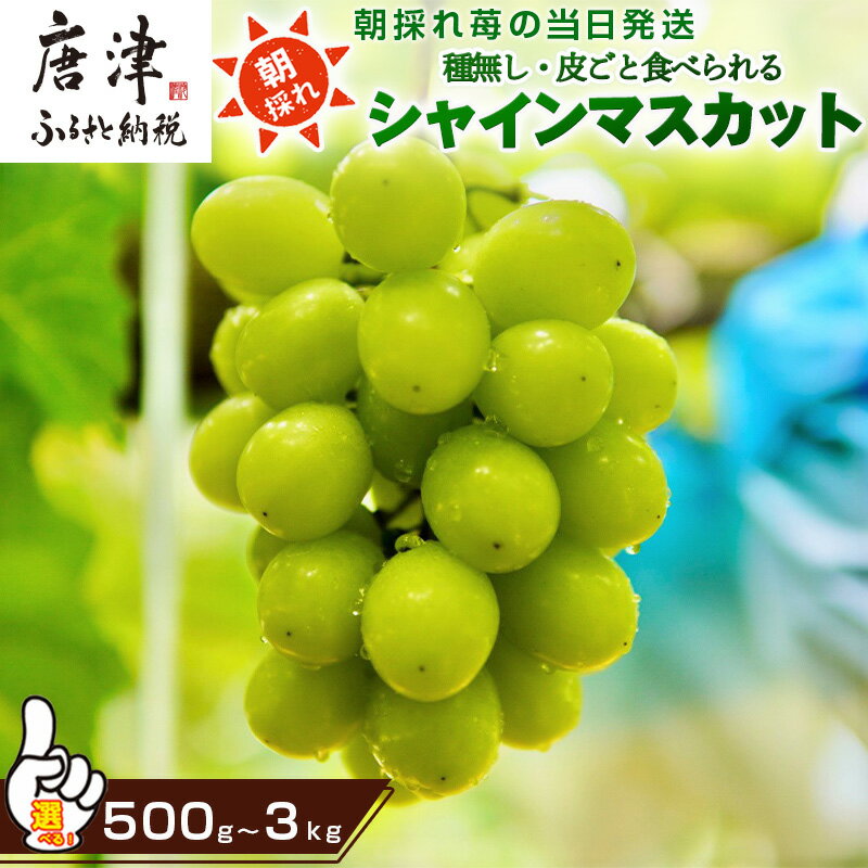 『令和6年度 予約受付』シャインマスカット「グラム数を選べる!」(500g〜3Kg) 葡萄 ぶどう 果物 フルーツ スイーツ