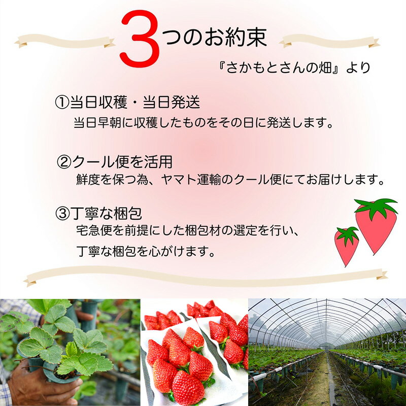 【ふるさと納税】唐津産 いちごさん 「パック数を選べる！」1パック250g(2パック～12パック) 濃厚いちご 苺 イチゴ 果物 フルーツ