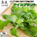 【ふるさと納税】『先行予約』【11月中旬より順次発送】アイスプラント(70g×30パック)ぷちぷち食感 塩味 野菜 天ぷら 生春巻き サラダ スープ しゃぶしゃ...