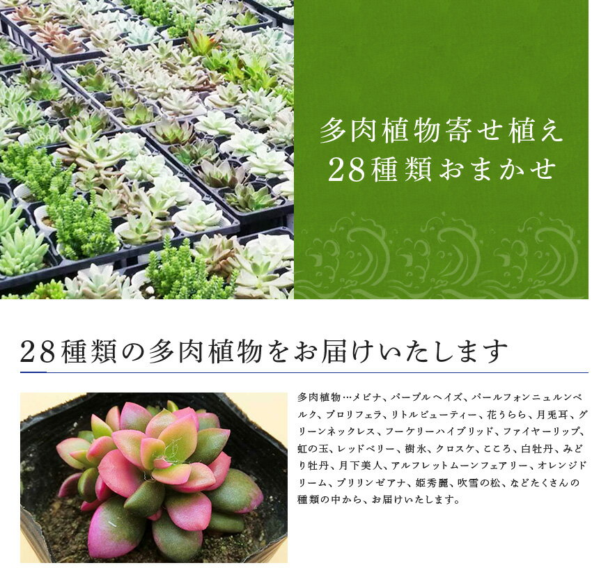 【ふるさと納税】 多肉植物寄せ植え28種類おまかせセット