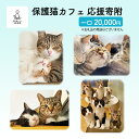 42位! 口コミ数「0件」評価「0」保護猫カフェへの寄附 【お礼品の発送はございません】 一口20,000円　【鳥栖市】