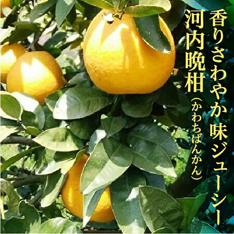 河内晩柑 10kg 晩柑 柑橘 佐賀県産 [ 5月中旬から発送 ]なくなり次第終了 | 山崎農園の河内晩柑 10kg | 和製 グレープフルーツ 佐賀県産 柑橘類 b-335