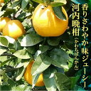 5位! 口コミ数「0件」評価「0」 河内晩柑 10kg 晩柑 柑橘 佐賀県産 【 5月中旬から発送 】なくなり次第終了 | 山崎農園の河内晩柑 10kg | 和製 グレープフ･･･ 