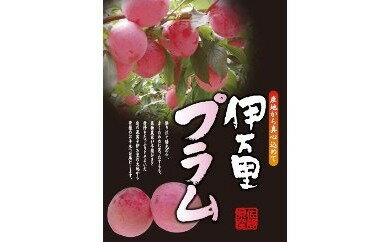 [先行予約]伊万里のすもも「貴陽」化粧箱入り(4〜6玉)