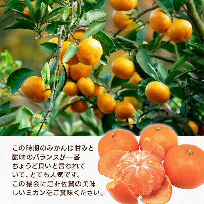 【ふるさと納税】極早生みかん＜内容量が選べる／約2.5kg 約5kg 約7kg 約10kg＞【 果物 柑橘 極早生 みかん 佐賀みかん オレンジ くだもの 国産 ふるさと納税 フルーツ 】 f412058-imari-10001735 佐賀県伊万里市 サンプル画像2