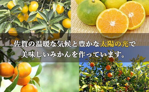 【ふるさと納税】温州みかん＜内容量が選べる／約2.5kg 約5kg 約7kg 約10kg＞【 果物 みかん 温州みかん 佐賀みかん 果物 くだもの 国産 ふるさと納税 フルーツ 】 f412058-imari-10000526 佐賀県伊万里市 サンプル画像3
