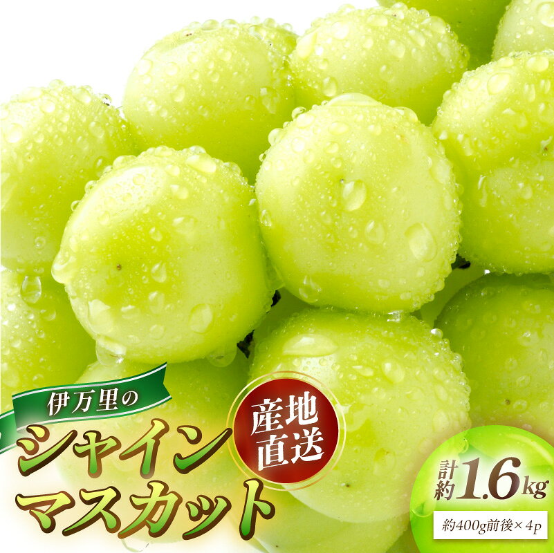 伊万里のシャインマスカット 1.6kg（400g×4P） 178-B1195