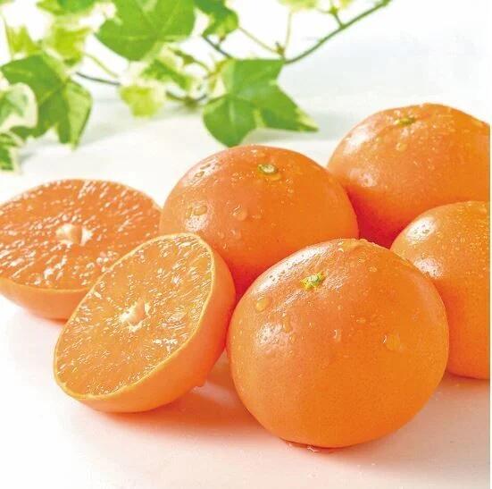 佐賀みかん はまさき2.5kg化粧箱入り