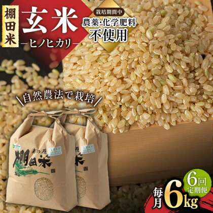 【6回定期便】令和5年産 自然農法で育てた棚田米 ヒノヒカリ 玄米 6kg（3kg×2袋）/永尾 忠則[UAS012]