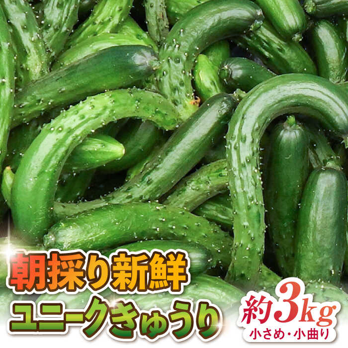 【ふるさと納税】朝採り新鮮ユニークきゅうり 3kg（小さめ・小曲り） /株式会社 y's company（utsu和ya）[UDX003] きゅうり キュウリ 胡瓜 野菜 訳あり