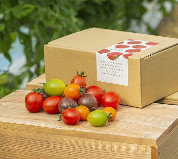 【ふるさと納税】【予約受付中】【4回定期便】カラフルミニトマト Ricotomato 1kg 月1回 年4回 合計4kg とまと 野菜 トマト 佐賀産 佐賀県 鹿島市 送料無料 【出荷期間：2022年12月～2023年6月】 F-25